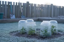 Comment protéger vos plantes du gel avec une astuce faite maison