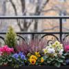 Fleurir le balcon en hiver : astuces et conseils pratiques