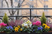 Fleurir le balcon en hiver : astuces et conseils pratiques